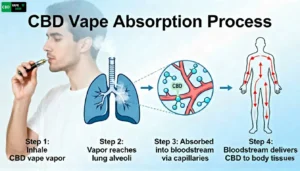 How CBD vape enters the human body